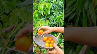 Homegrown goodness Harvesting fresh Tomatoes 🍅 ampBroad beans 🫘 😋 kitchen garden Harvesting [upl. by Ennahgiel854]