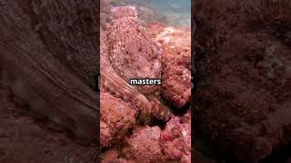 5 fascinating facts about octopus 🐙 youtubeshorts animals wildlife octopus facts [upl. by Sonstrom]