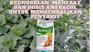 SIFAT DAN KEUNGGULAN FUNGISIDA ANTRACOL [upl. by Sinaj]