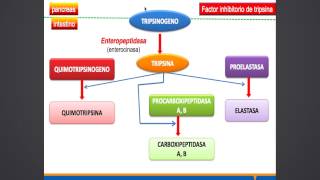 BIOQUIMICA SEMANA 9  METABOLISMO DE COMPUESTOS NITROGENADOS [upl. by Alesram984]