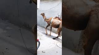 camels walking in local town [upl. by Atlanta]