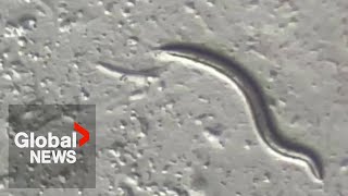 46000yearold worms squirm back to life after thawing from Siberian permafrost [upl. by Freida]