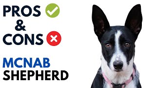 McNab Dog Pros and Cons  McNab Shepherd McNab Collie Advantages and Disadvantages [upl. by Ttennej127]