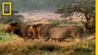 Lions  Crittercam [upl. by Brigette]