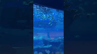 Aquarium  dubai mall  nature dubailife dubaimall doctor [upl. by Aidas]