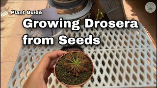 Growing Drosera  Sundews from seeds  Ep 97 [upl. by Errecart]