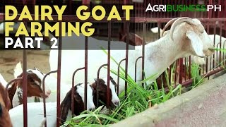 Dairy Goat Farming Part 2  Dairy Goat Farming Management  Agribusiness Philippines [upl. by Adihahs]