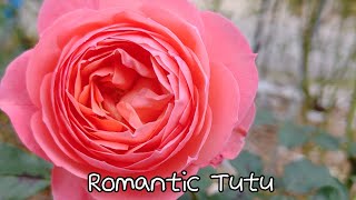 빵주네장미 Romantic Tutu로맨틱 튜튜 [upl. by Winterbottom684]