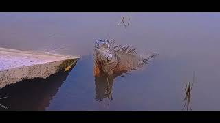 Iguanas de la Laguna del Nainari [upl. by Bordie]