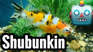 Shubunkin Goldfish Care Guide [upl. by Arrais]