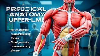 Anatomy Practical of MSK upper limb part 4 [upl. by Suicul179]