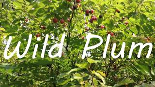 Wild Plum  Identifying amp Foraging American Plum Prunus americana [upl. by Feltie259]