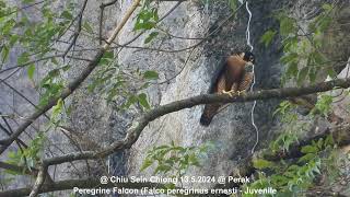 Peregrine Falcon Falco peregrinus enersti  Juvenile  Chiu S C DSCN7627 [upl. by Rosalee]