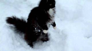 NeftysNorwegian forest cat in the snow [upl. by Laure419]