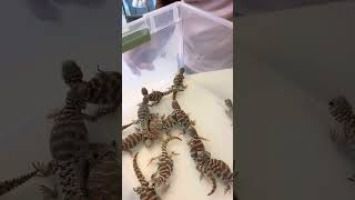 How To Buy A Uromastyx [upl. by Lunnete603]