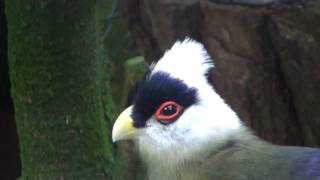 white crested turaco sings [upl. by Ericha]