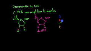 Secuenciación de ADN  Khan Academy en Español [upl. by Kcirreg304]