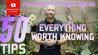 50 tips Phalaenopsis hybrid orchid Everything worth knowing [upl. by Lezah]