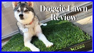 Doggie Lawn Review  Potty Lawn Subscription [upl. by Nonohcle73]