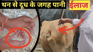 थनैला बीमारी का ईलाज l mastitis treatment in cows l पशु का थन मैं सूजन का ईलाज l थनैला का इलाज [upl. by Ninaj9]