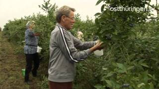 Kulturheidelbeeren Zwischen Bad Berka und Blankenhain gibt es eine Plantage [upl. by Leodora]