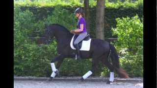 Andalusian Dressage Black PRE Sport Stallion Andalusier [upl. by Kirschner]