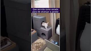 Pequena Atitude de Tutores Para Deixar Seu Cachorro Muito Mais Feliz [upl. by Oisinoid]