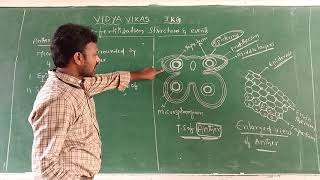 Structure of microsporangium [upl. by Yenhpad]