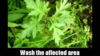 8 Herbal Remedies For Poison Ivy [upl. by Ltihcox]