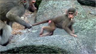 Baboon Family at Munich Zoo  Baby Elephant Ludwig  Giraffe Limber  Mountain Zebra foal [upl. by Bonucci409]