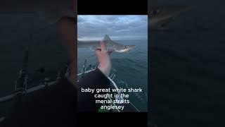 breaking news baby great white shark caught in the menai straits Anglesey shorts anglesey [upl. by Homans]