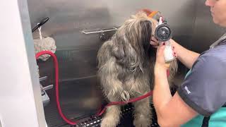 The Ar of Grooming a Briard  PART 1 [upl. by Anyala]