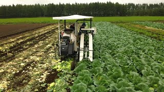 Automated Cabbage Farming in HokkaidoChannel JAPAN 12024 [upl. by Robby]