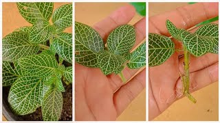 How To Grow Fittonia Plant Grow Fittonia cuttings faster using this techniques and get 100 success [upl. by Notsag]