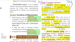 10th SCIENCE BIOLOGY Unit 12 QampA part4 Aerobic Anaerobic cellular respiration oxysomes Anatomy [upl. by Yolanda]