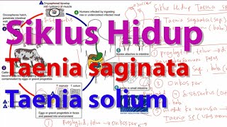 Siklus Hidup Taenia saginata dan Taenia solium [upl. by Laney166]