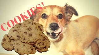 How to Make Carob Chip CookiesDog Treats AND PRANK Cooking Compadres [upl. by Pang]