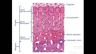 Endocrine system Adrenal gland Histology [upl. by Drarrej746]