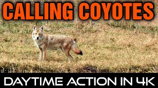 Calling Coyotes In 4k  SIX DOWN  65 Creedmoor Suppressed [upl. by Reid]