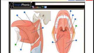 Tongue Muscles Genioglossus Hyoglossus Valate papilla Palatine tonsil Palatoglossus [upl. by Mchail]