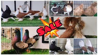 Fancy Kabootar Special  Fancy Pigeon Loft Indian Fantail  Kerala Fancy Kabootar [upl. by Forta]