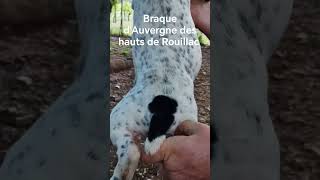 chiot braque dAuvergne des hauts de Rouillac [upl. by Ysset]