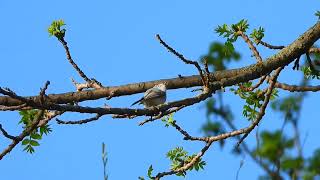 Bluegray Gnatcatcher calling [upl. by Bough]