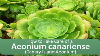 How to Take Care of a Aeonium canariense [upl. by Takakura]