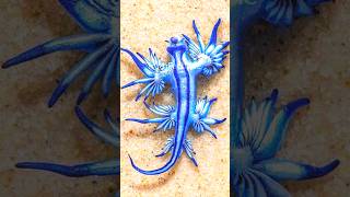 Glaucus Atlanticus facts 😱factsinhindi facts scifi xyzfacts truthonefacts [upl. by Odlawso]