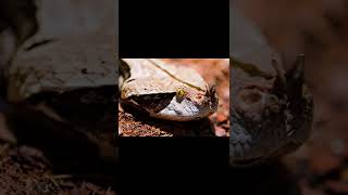 Gaboon Viper  Descriptions and Facts [upl. by Enomed709]