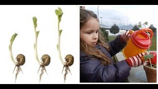 How to Grow a Bean Plant  Science for Kids [upl. by Tebzil]