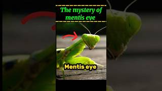 The mystery of mentis eye  why mentis always stairs on you  facts factsmine shorts [upl. by Nisbet222]