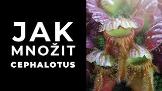 Jak množit cephalotus [upl. by Ainud]