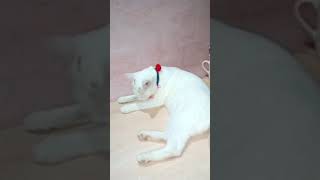 Tying Rakhi to Snowbell baby l snowbell rakhi cat cats kitten catlover kittens catvideos [upl. by Bridie729]